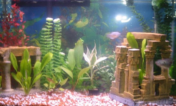 aquarium0001