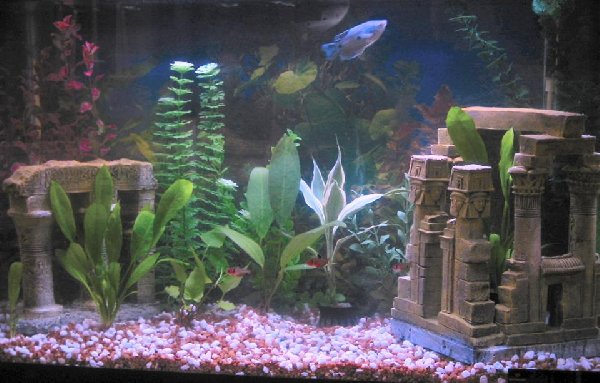aquarium0003