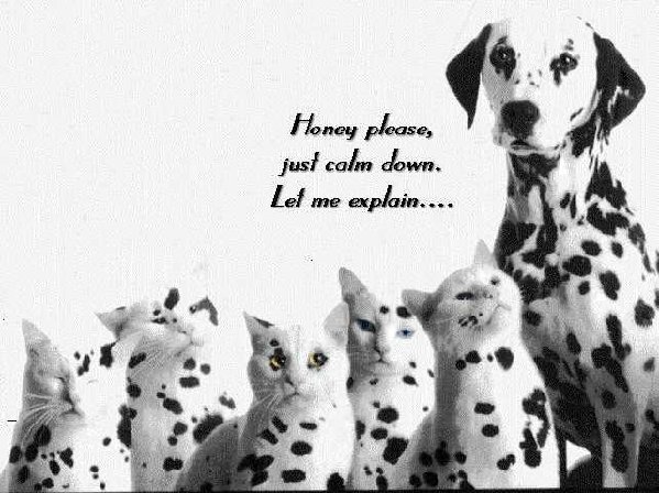 dalmations