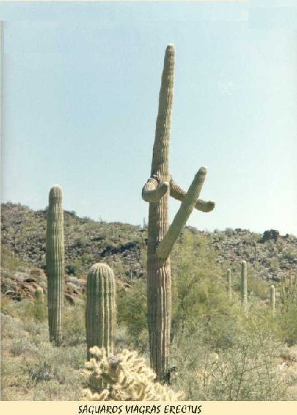 viagara cactus