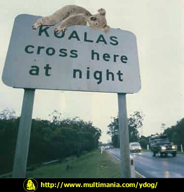 koalas crossing