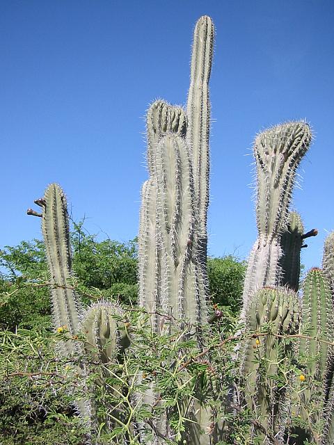 cactus