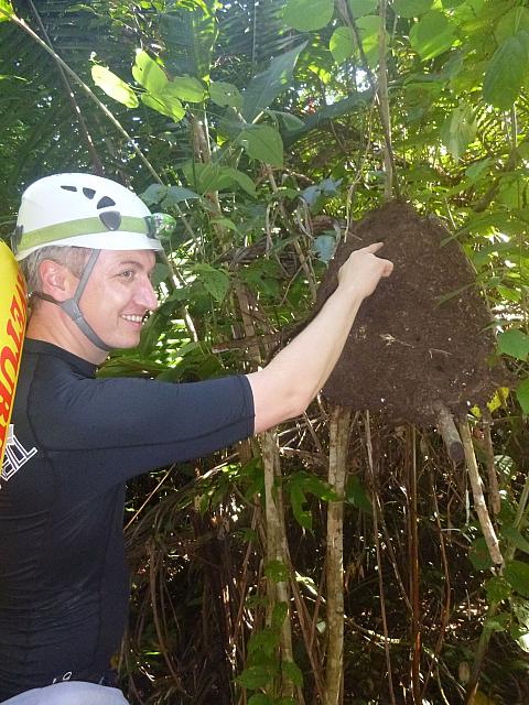 What's for dinner?  Termites?