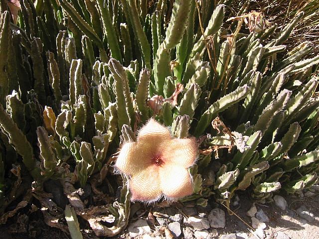 Cactus flower