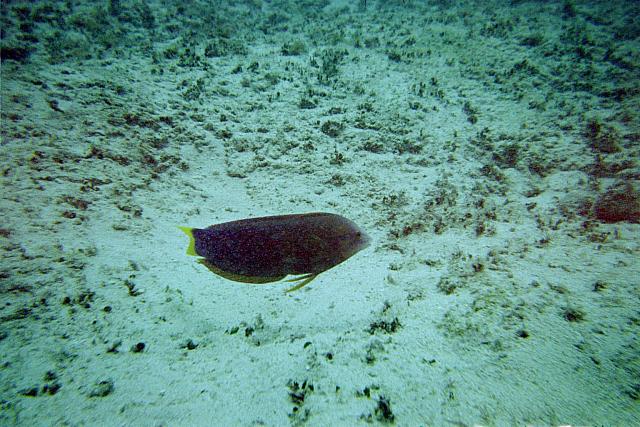fish1
