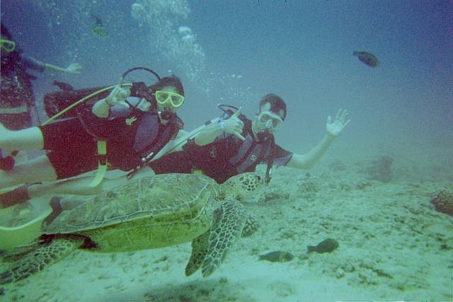 swimming with turtles