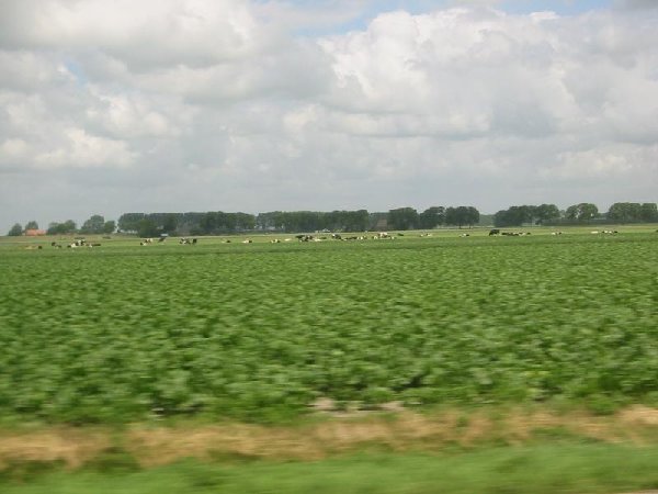 crops and cows
