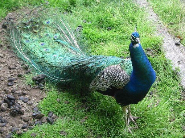 peacock
