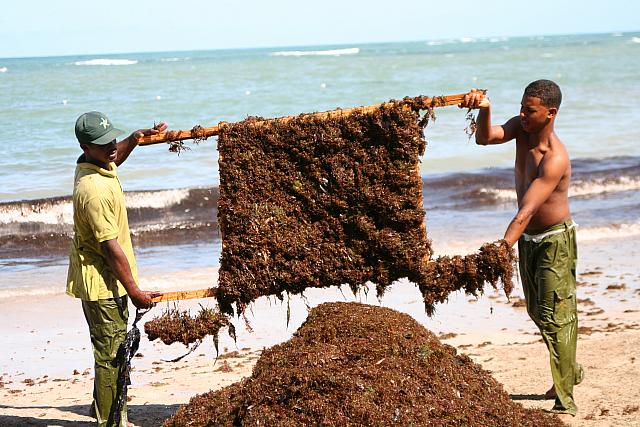 cleaning seaweed