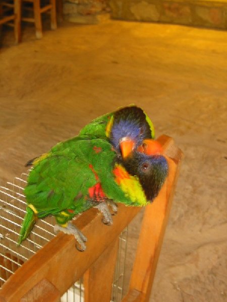 parrot love
