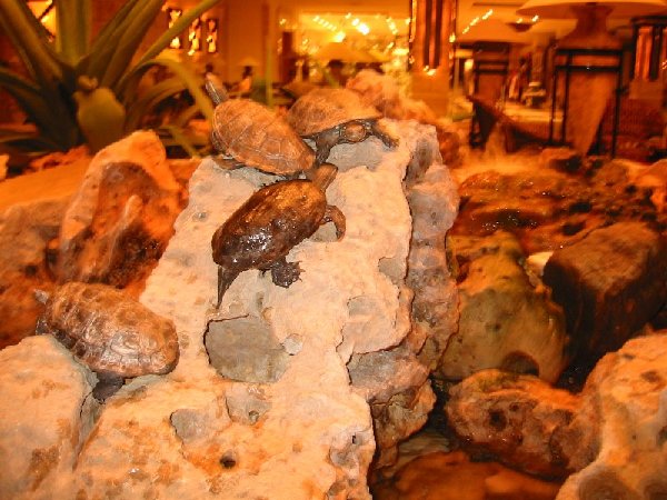 hotel lobby turtles