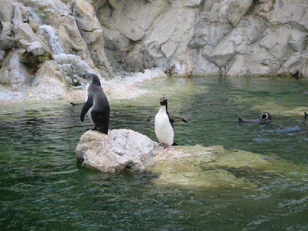 pinguins