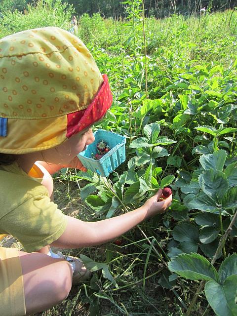 06072011 Strawberry picking2 1