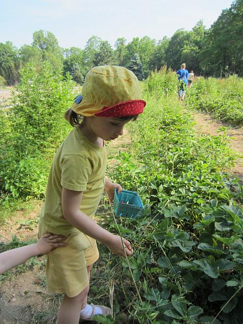 06072011 Strawberry picking1
