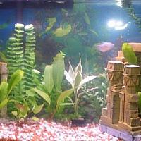 aquarium0001