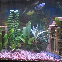 aquarium0003