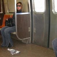 Pigeon on a train