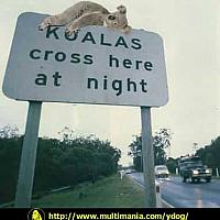 koalas crossing