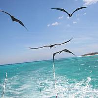 Seagulls waiting for fish chunks