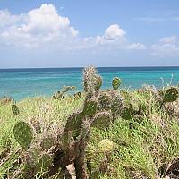 cacti in Aruba