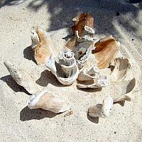 flower of sea shells