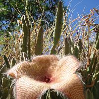 Cactus flower from side
