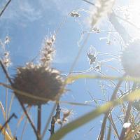 dry plants along the path