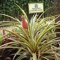 entrance to pineapple maze