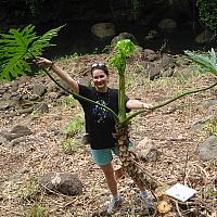 anastasia is a flower