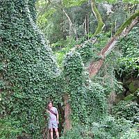 konstantin in rainforest