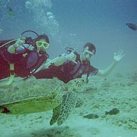 swimming with turtles