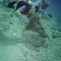 uncovering a hidden turtle