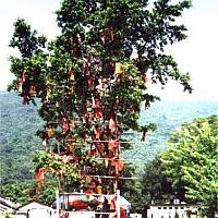 wishing tree