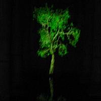 holographic tree in cistern