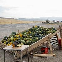 roadside melons