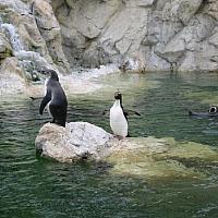 pinguins