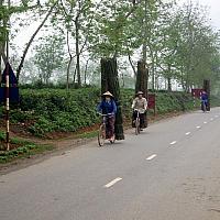 Bamboo transport