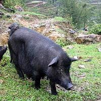 black pigs