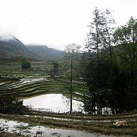 rice terraces after rain