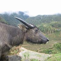 water buffalo