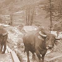 water buffalos on the road bw